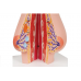 model kobiecych piersi ze zdrową i niezdrową tkanką - 3b smart anatomy kat. 1008497 l56 3b scientific modele anatomiczne 7